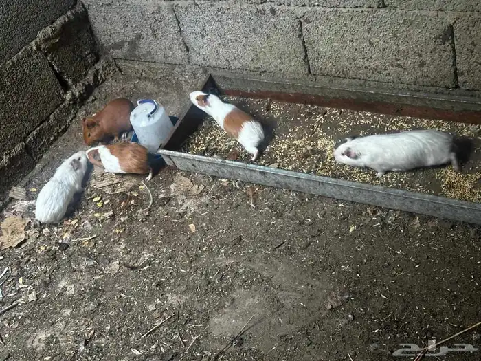 على السوم العدد حول 25 و في تفريد 0