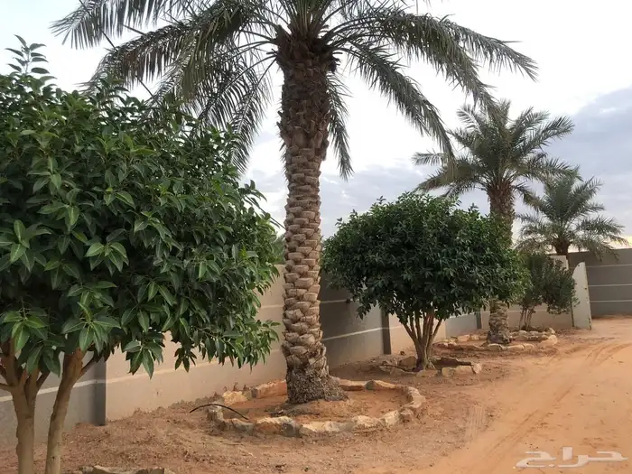 للبيع مزرعة عيون الجواء ( المليدا الشماليه) 18