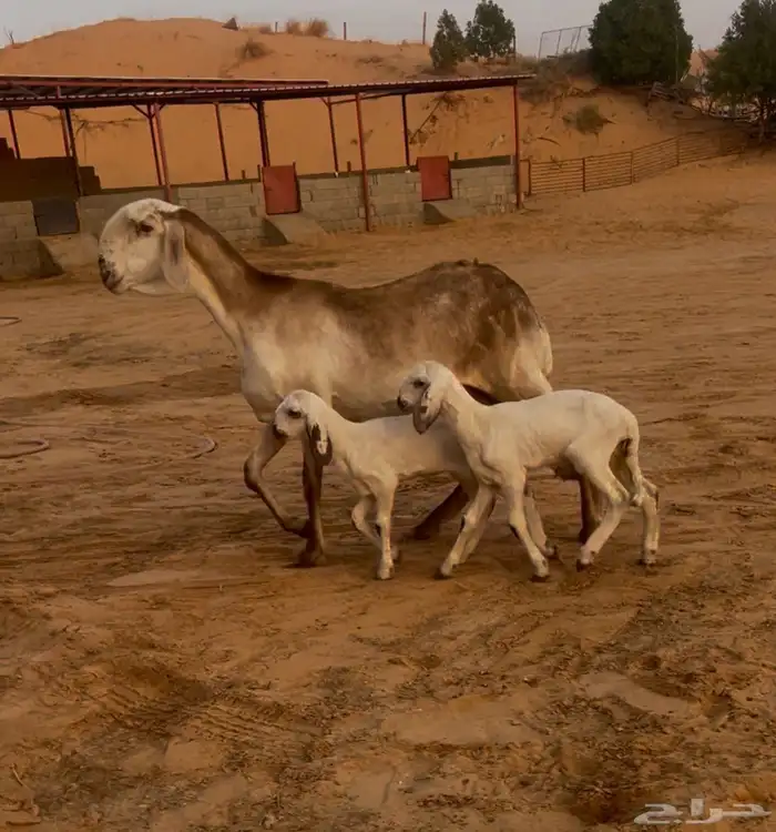 رباعيه متبع برخلتين 0