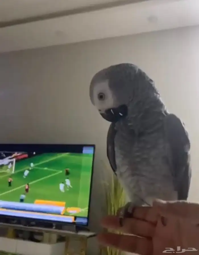 ببغاء كاسكو كبتن كلام هدد صحه ونضافه شرط 0