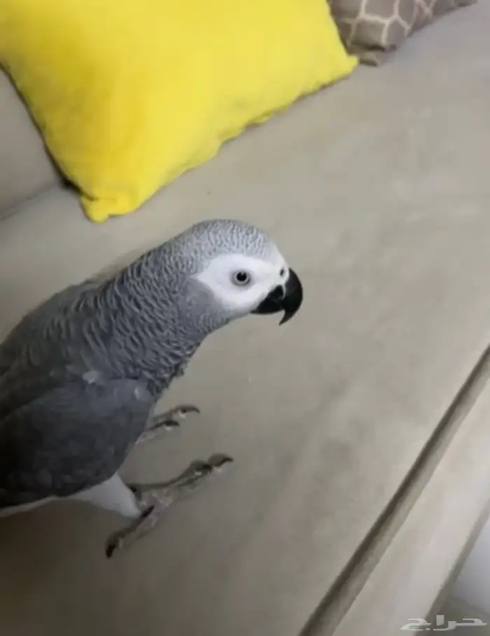 ببغاء كاسكو كبتن كلام هدد صحه ونضافه شرط 2