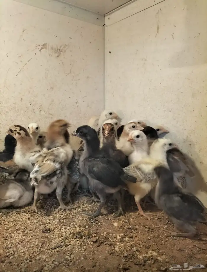 صوص دجاج مشكل عمر اسبوعين وعمر شهرين 0