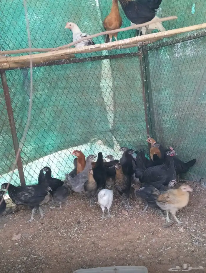 صوص دجاج مشكل عمر اسبوعين وعمر شهرين 2