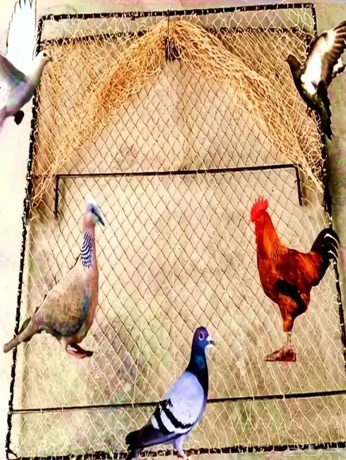 شبكت صيد لطيور 1