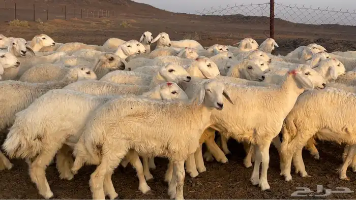 رخال حريات طيبه 3