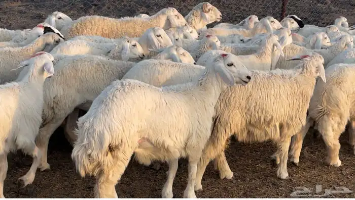 رخال حريات طيبه 4