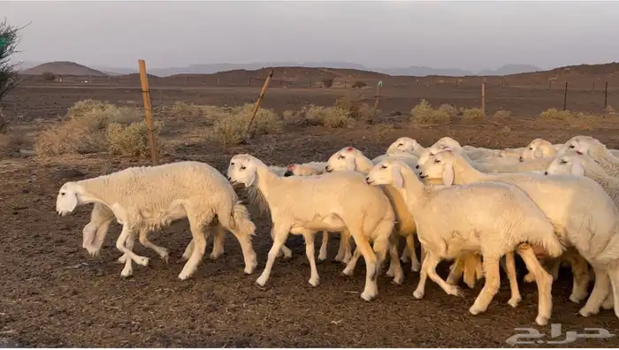 رخال حريات طيبه 2