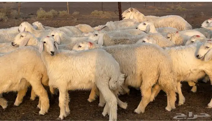 رخال حريات طيبه 5