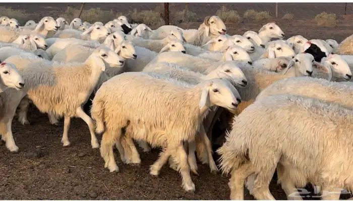 رخال حريات طيبه 1