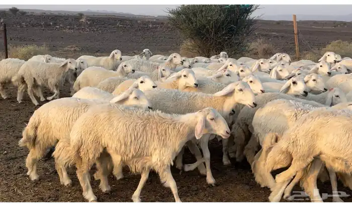 رخال حريات طيبه 0