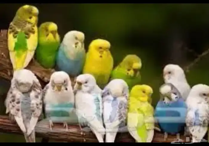 المطلوب بادجي جمله 0