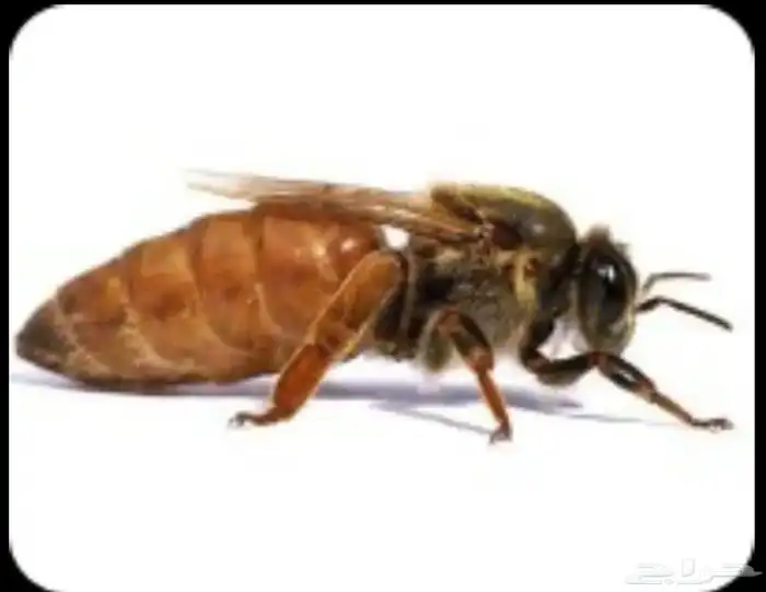 ملكات نحل بلدي 0