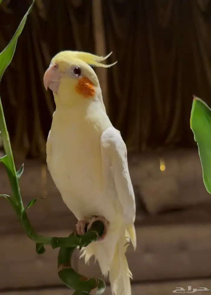 عرض لكم كروان لاتينو متكلم اليف مع الكبير والصغير 4