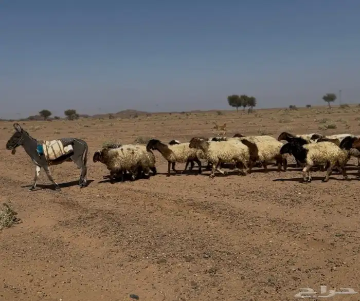 غنم نعيم للبيع 3