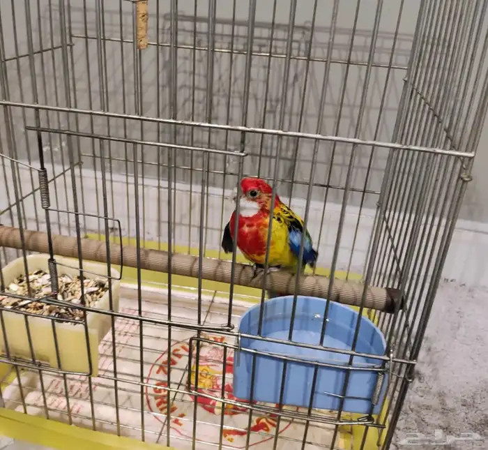 طير روزيلا تم البيع تم البيع 3