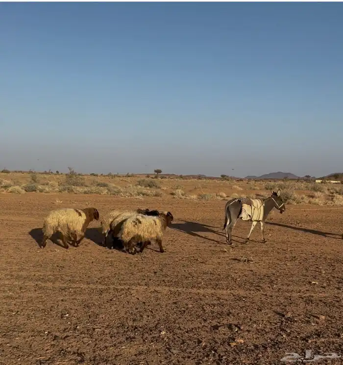 غنم نعيم للبيع 2