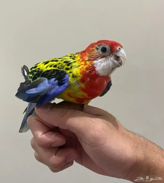 طير روزيلا تم البيع تم البيع 4