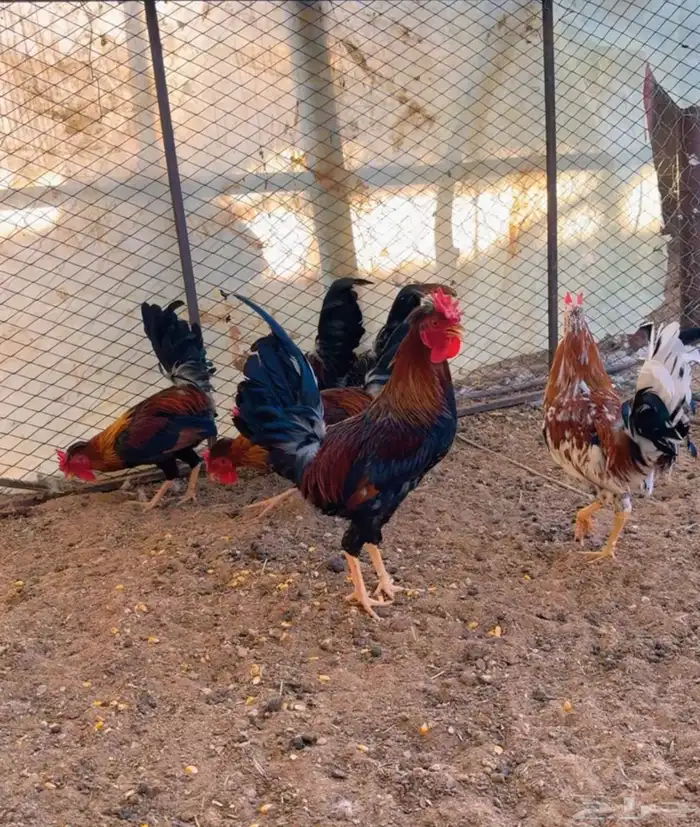 ديكه عربي ترثه عرف افرق 0