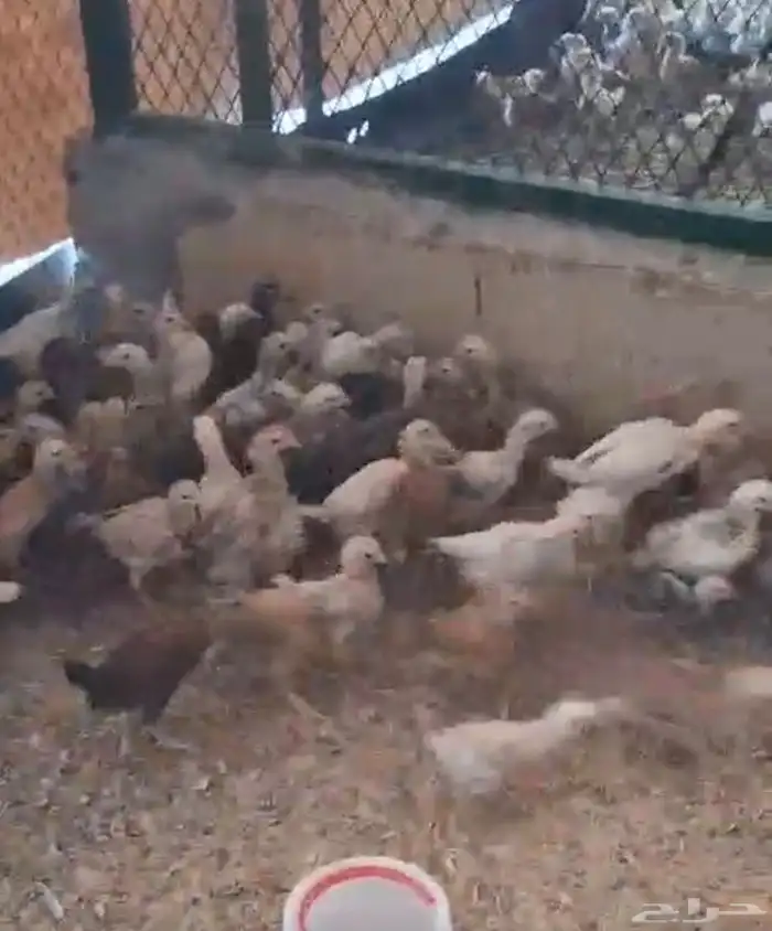 صيصان وبشائر بلدي 1