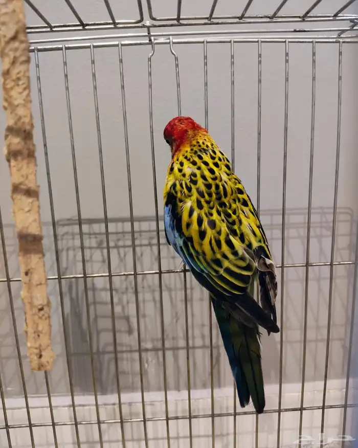 طير روزيلا تم البيع تم البيع 0