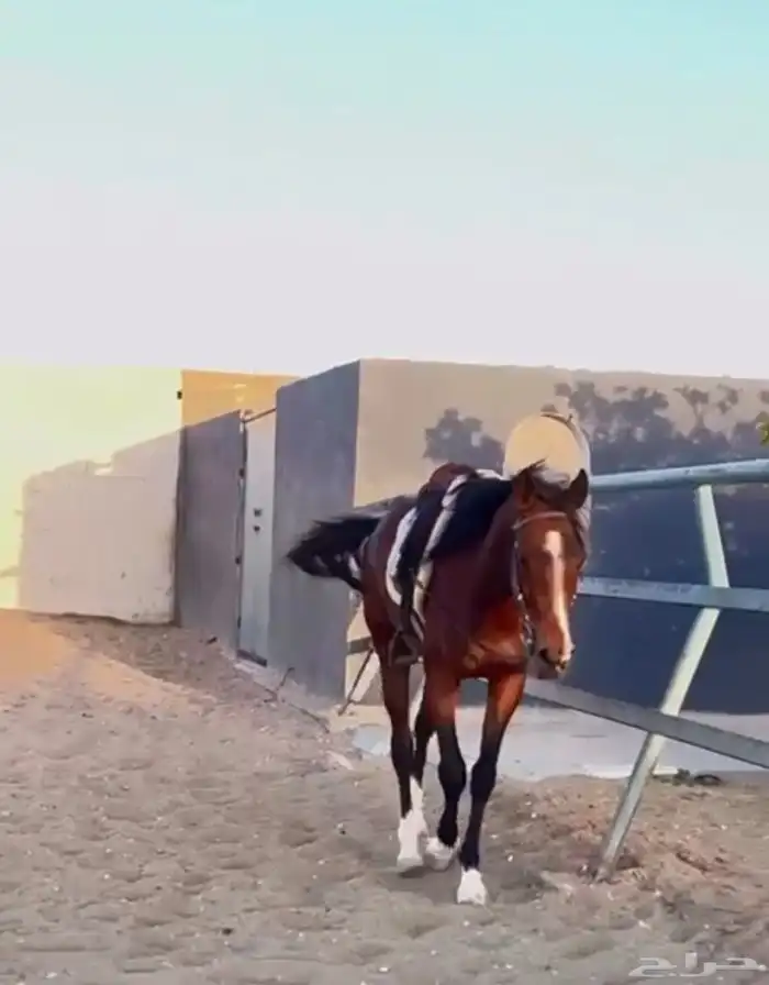 فرس للبيع هاديه وتصلح للاطفال وللنياق 1