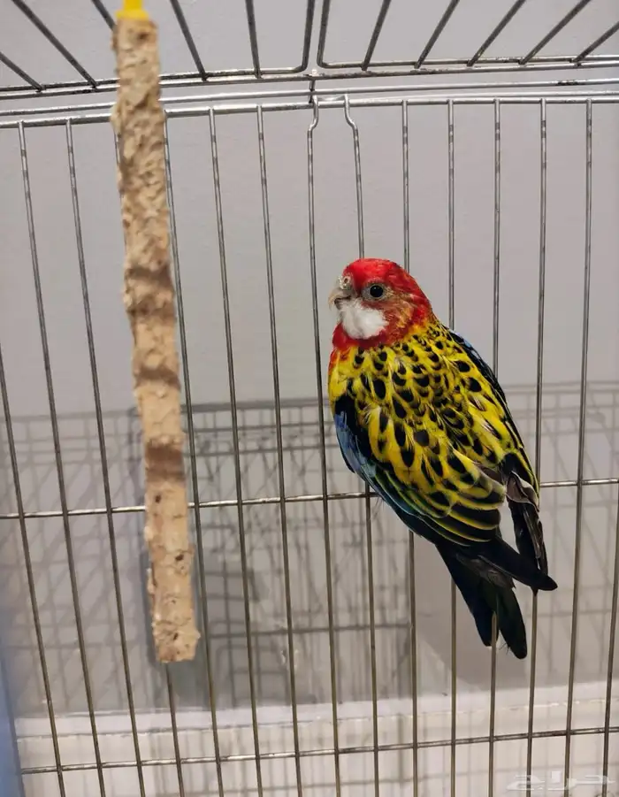 طير روزيلا تم البيع تم البيع 2