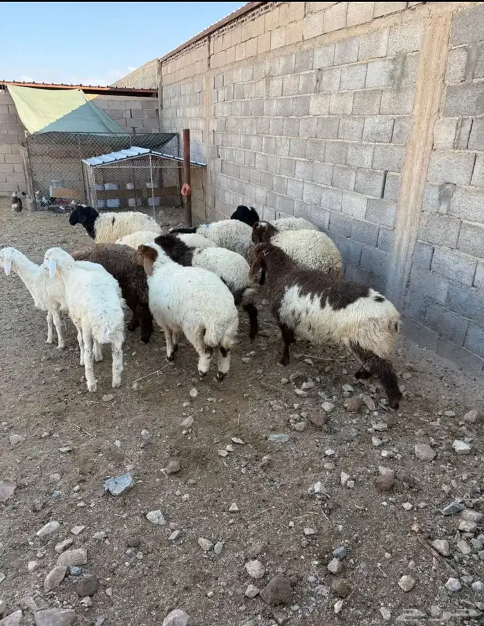 ذبايح مع التوصيل 0