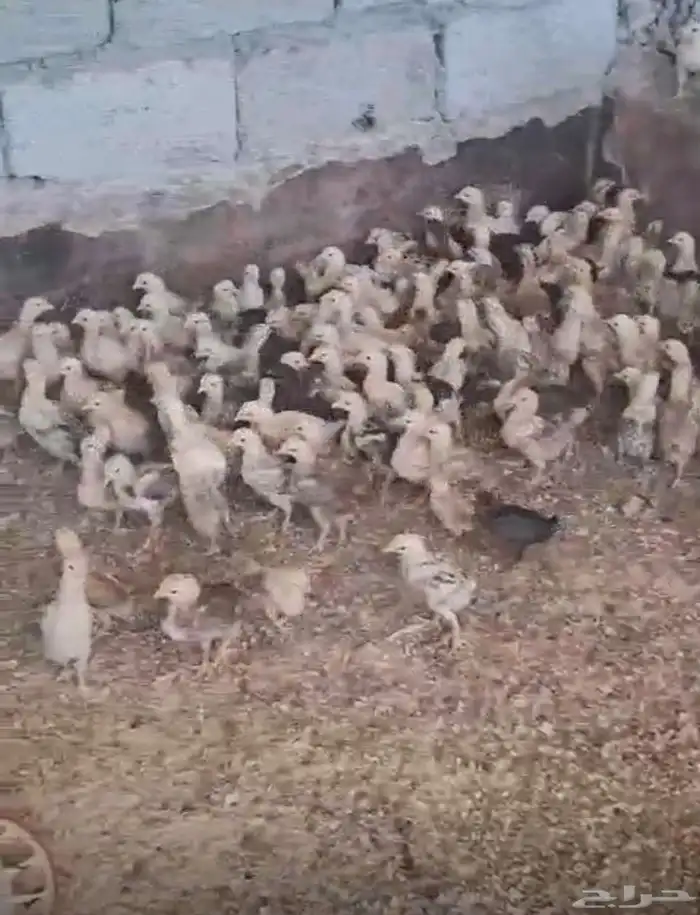 صيصان وبشائر بلدي 2