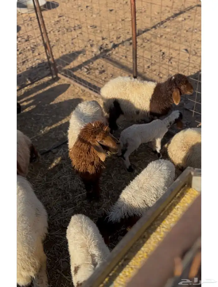 غنم نعيم للبيع 4