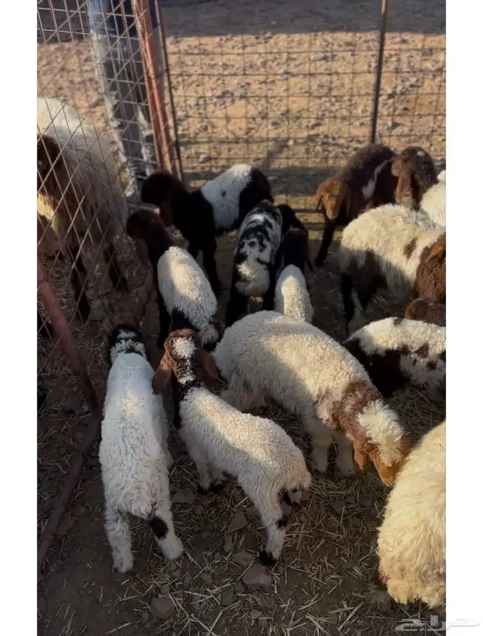 غنم نعيم للبيع 5