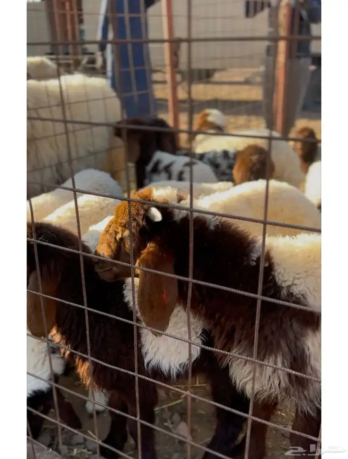 غنم نعيم للبيع 6