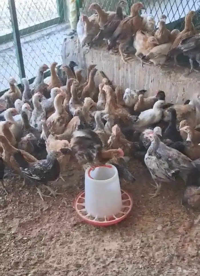 صيصان وبشائر بلدي 0