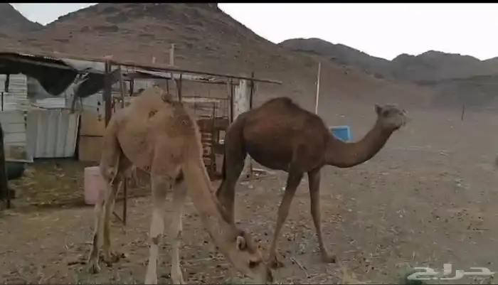 قعود احمر وبكره حمرا طيبات 0