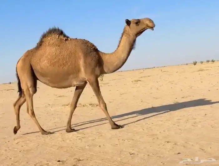 لقحه صفرا رباع للبيع 2