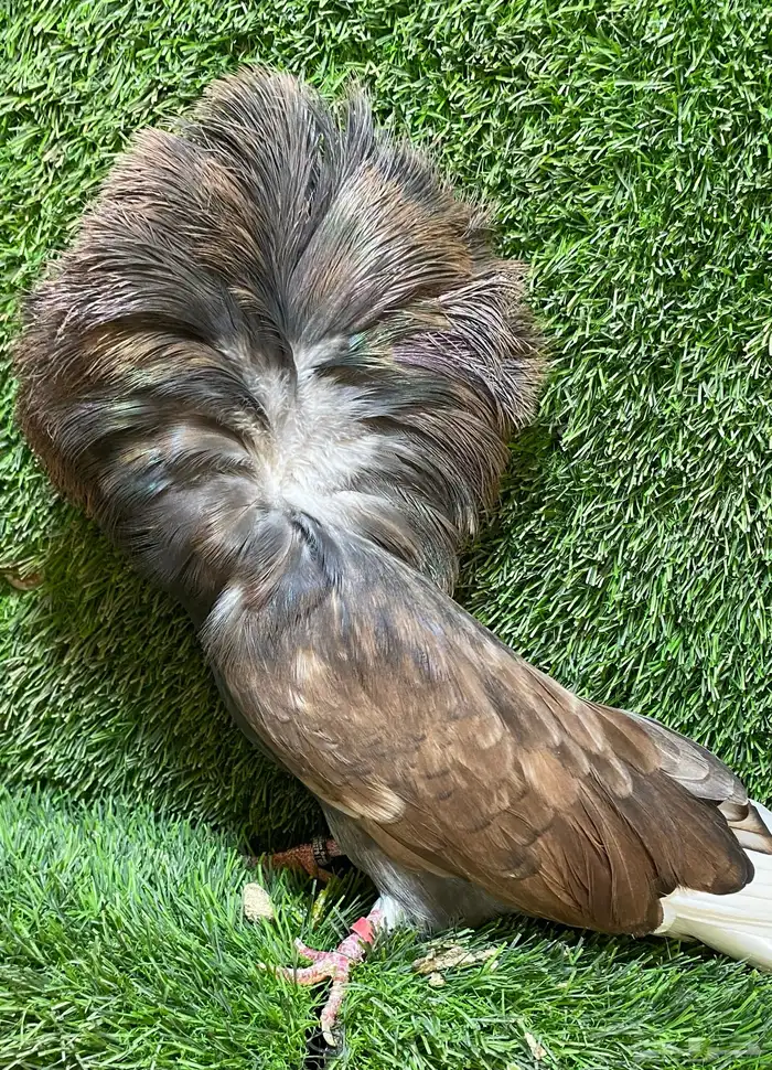 جوز جاكوبين للبيع 10