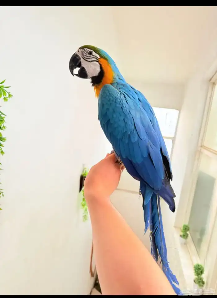 ببغاء مكاو بلو اند قولد اليف ولعوب ومتكلم عمر 10 شهور 1