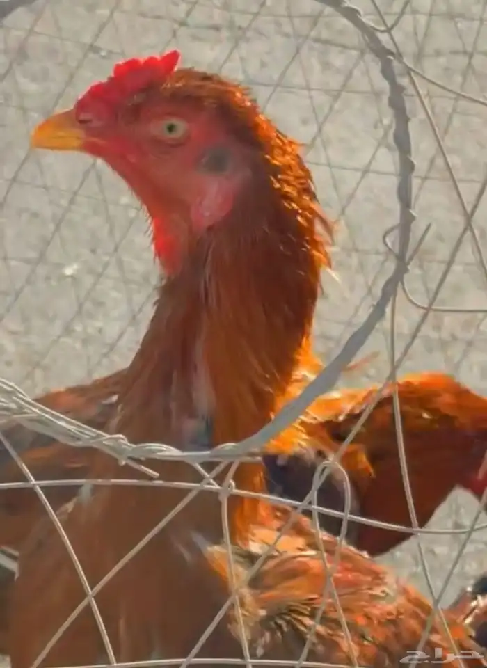 ديك ودجاج هندي 2