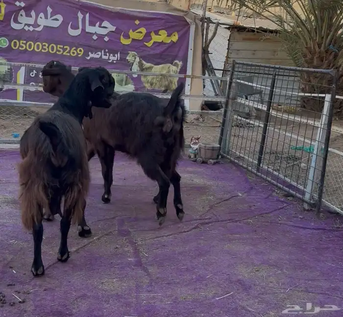 معزاء شاميات فاخره دفيع شرط 9