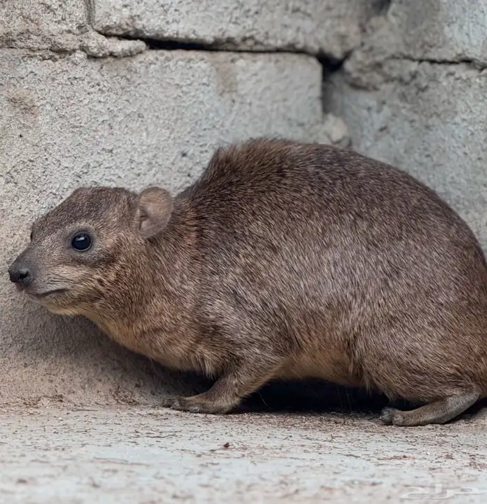 وبران بريه 0