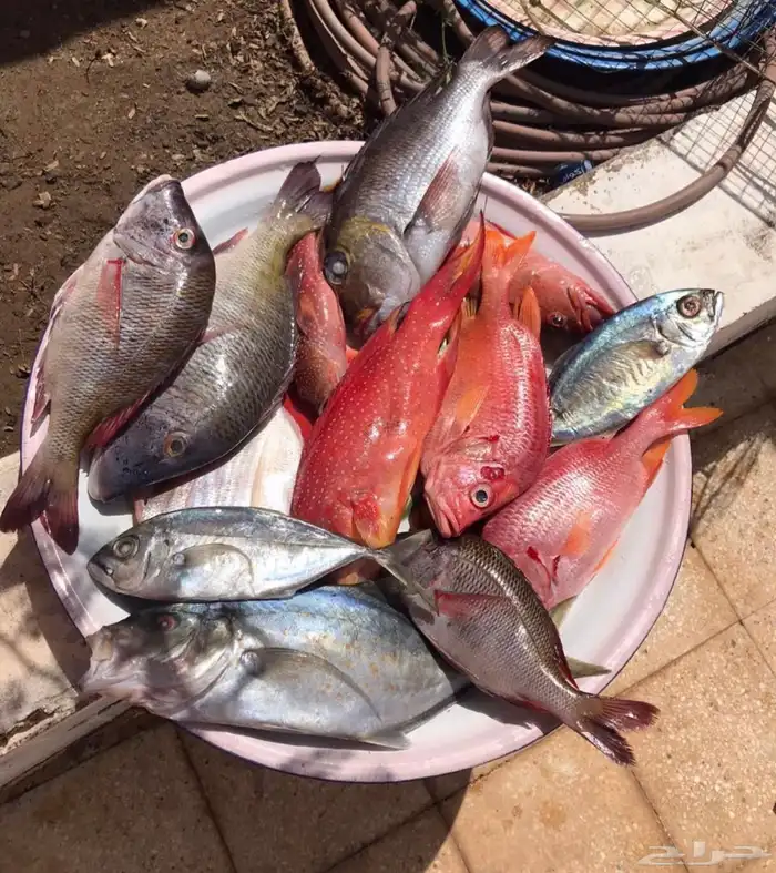 قارب رحلات بحرية 9