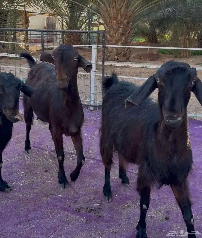 معزاء شاميات فاخره دفيع شرط 3