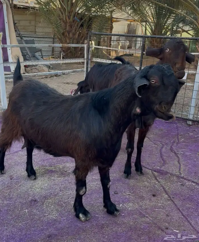 معزاء شاميات فاخره دفيع شرط 2