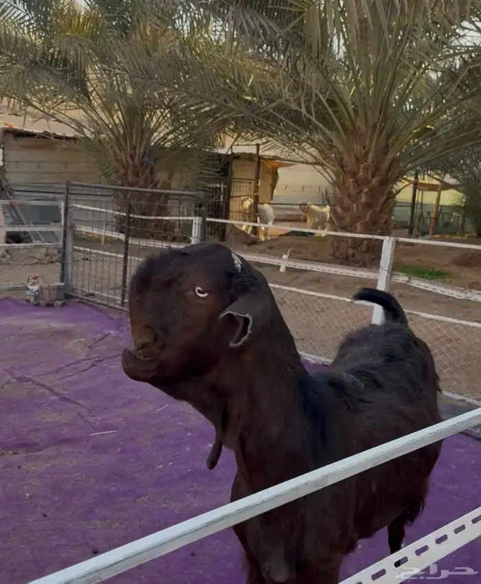 معزاء شاميات فاخره دفيع شرط 0