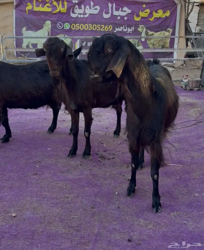 معزاء شاميات فاخره دفيع شرط 4