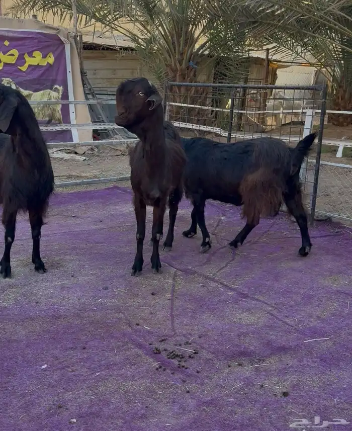 معزاء شاميات فاخره دفيع شرط 1