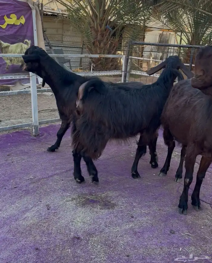 معزاء شاميات فاخره دفيع شرط 8