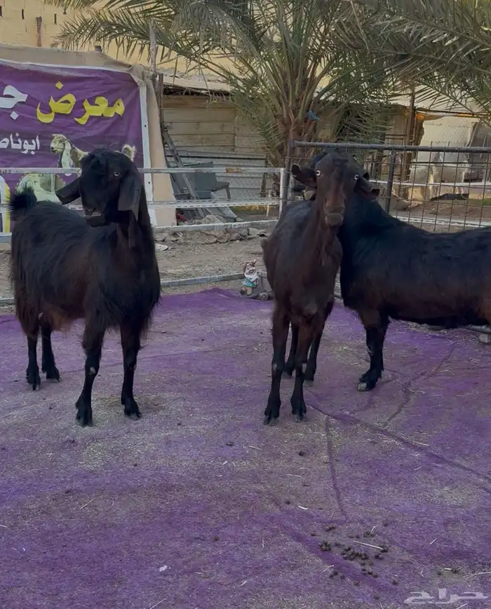 معزاء شاميات فاخره دفيع شرط 7