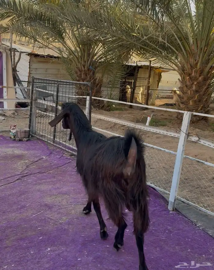 معزاء شاميات فاخره دفيع شرط 6