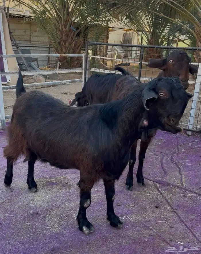 معزاء شاميات فاخره دفيع شرط 10