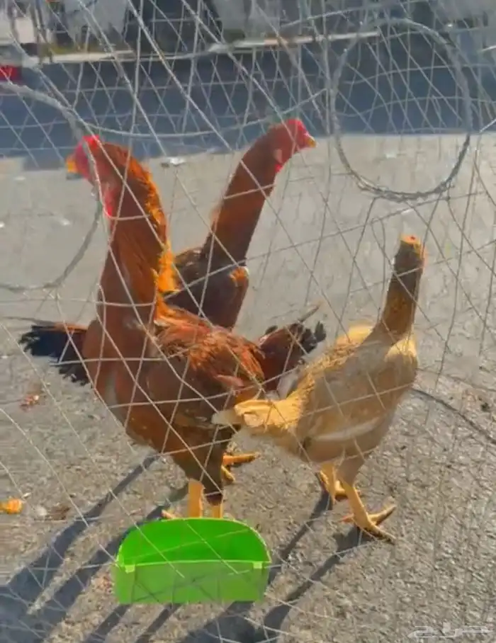 ديك ودجاج هندي 0